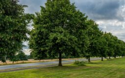 Why Understanding Tree Biology Leads to Better Tree Care Decisions